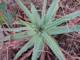 Image result for Aloe bicomitum