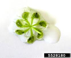 Image result for Aldrovanda vesiculosa