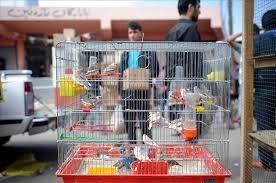 En Nadide Kuslar Erbil Pazarinda Anadolu Ajansi