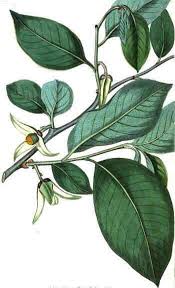 We did not find results for: Cherimoya Tree Characteristics Botanical Online