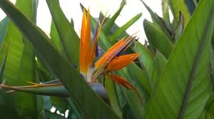Image result for Strelitzia caudata