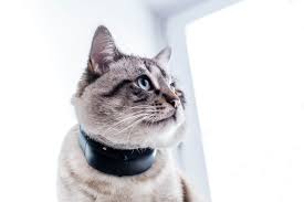 Press Release: Tractive GPS Dog and GPS Cat announced at CES 2018