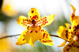 Maybe you would like to learn more about one of these? Dancing Ladies Plant Talk