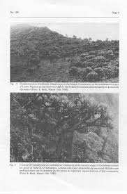 Image result for Cirsium  buchwaldii