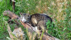 JoyReactor - смешные картинки и другие приколы: комиксы, гиф анимация,  видео, лучший интеллектуальный юмор.