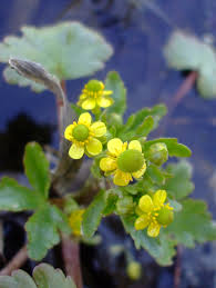 Image result for Ranunculus sceleratus