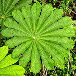 Image result for Musanga