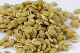 Image result for Lens culinaris