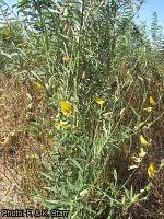 Image result for Crotalaria xanthoclada