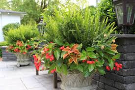 White begonias in a pot. Hot Combinations For Containers Columbia Metropolitan Magazine