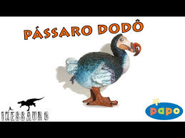 Passaro Dodo Papo Youtube The dodo, new york, new york. passaro dodo papo