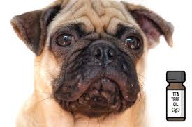 8 Uses Of Tea Tree Oil For Dogs Backed By Science Tea Tree Oil Skin Oils For Dogs Dog Acne