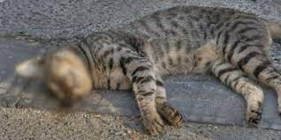 Di dalam perkembangan peradaban islam di seluruh dunia sendiri, kucing adalah hewan yang jika iya, sebenarnya apa pandangan kucing melahirkan di rumah menurut islam, apakah kejadian jangan dibuang atau diusir dari rumah, rawatlah atau biarkan dia tinggal sementara waktu di rumah. Hukum Menabrak Kucing Dalam Pandangan Islam Dream Co Id