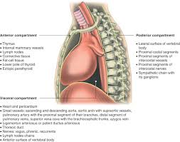 Just to talk a little bit about the contents of the mediastinum. Mediastinum Mass An Overview Sciencedirect Topics