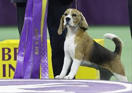 Beagle Miss P Wins Best In Show At Westminster Kennel Club Dog Show Westminster Dog Show Dog Show Dog Show Winner