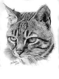 Pin On Pencil Drawings