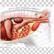 Many important blood vessels travel through the abdomen, including the aorta, inferior vena cava, and. Stomach Abdomen Organ Human Anatomy Abdomen Anatomy Hand Anatomy Abdomen Png Klipartz
