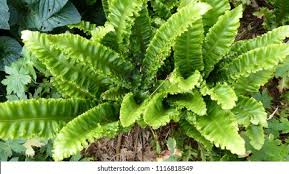Image result for Aspleniaceae