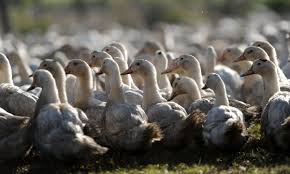 Ducklings duck cute bird animal fluffy ducks small water bird 1,279 free images of duckling / 13 ‹ ›. Calls For Mass Duck Cull In France As Bird Flu Hits Foie Gras Industry France The Guardian