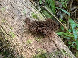 Image result for Stemonitis splendens