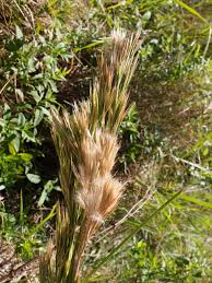 Image result for Andropogon