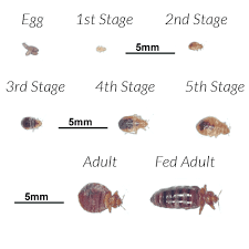 Bed bug on mattress may be annoying, but discarding the mattress does not solve the problem. 5 Signs Bed Bugs Leave Everywhere They Go Debedbug
