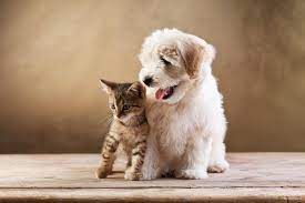 Dog cat puppy pictures cute animals baby animals cute cats and dogs cute puppies and kittens puppies animals friends cute photograph of sleeping yellow goldador retriever pup with blue tabby kitten. Kitten Versus Puppy Which Is Better Which Would Suit You Best