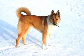 Image result for západosibiřská lajka