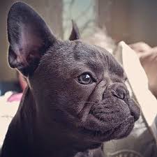 Contains details of french bulldog puppies for sale from registered ankc breeders. French Bulldog Wikiwand