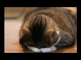 「ごめん寝」の画像検索結果