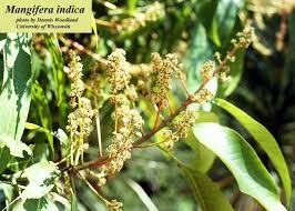 Image result for Mangifera indica