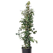 Image result for Ficus triangularis