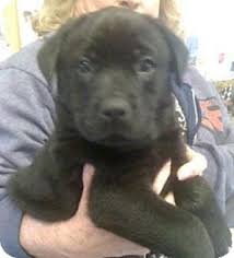 Learn 3 reasons vets warn against adopting a lab rottweiler mix. Winston Salem Nc Labrador Retriever Meet Kong A Pet For Adoption