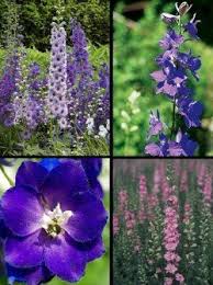 Pin On July Larkspur