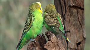 Kleine hunde haben eine wachstumszeit von ungefähr 10 monaten. Wellensittiche Zucht Und Aufzucht Alle Infos Und Details