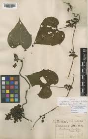 Image result for Lepistemon owariensis