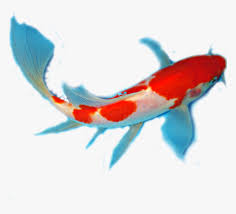 Transparent Background Koi Fish Fish Png Png Download Transparent Png Image Pngitem Are you looking for koi fish png psd or vectors? transparent background koi fish fish