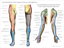 nerve innervation of upper and lower extremities