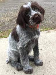 Wirehaired pointing griffons are active and boisterous and love attention, though they may be a little standoffish with strangers. Grey Valley Griffons Wire Hair Pointing Griffons In The Willamette Valley