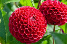 Image result for Dahlia