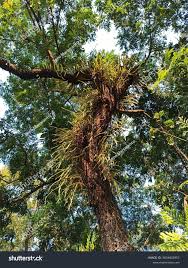 Image result for Lepisorus excavatus