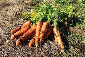 However, most peppers are delicious at any size. How And When To Harvest Carrots Gardener S Path