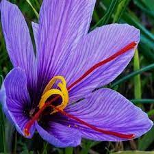 Saffron Absolute Hexane Free Aosaffron Saffron Crocus Saffron Flower Saffron Plant