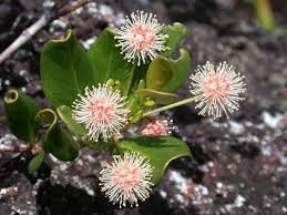 Image result for Cunoniaceae