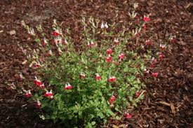 Mar 22, 2019 · cut through the thick woody stems, around 30cm above the ground, using a pair of loppers or a pruning saw. Andre Briant The European Specialist Of Ornamental Young Plants Welcome Variety Range Access To Varieties Plants For Mild Climates