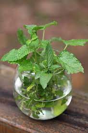 How To Grow A Mint Plant From Cuttings Lady Lee S Home Mint Plants Growing Mint Peppermint Plants