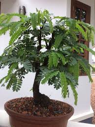 Tamarind Bonsai Tree Shade Trees Bonsai Tree Plants