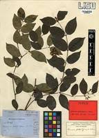 Image result for Secamone africana