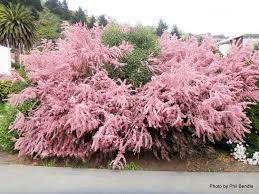 Maybe you would like to learn more about one of these? Tamarix Ramosissima Alchetron The Free Social Encyclopedia