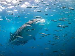 Whale Sharks Feeding In The Western Indian Ocean In Pictures Whale Shark Whale Ocean Creatures
